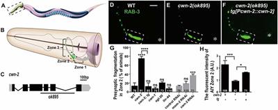 Wnts Promote Synaptic Assembly Through T-Cell Specific Transcription Factors in Caenorhabditis elegans